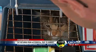 Illustration for article titled The Most Beautiful Modern Art: News Chyrons Featuring Cats